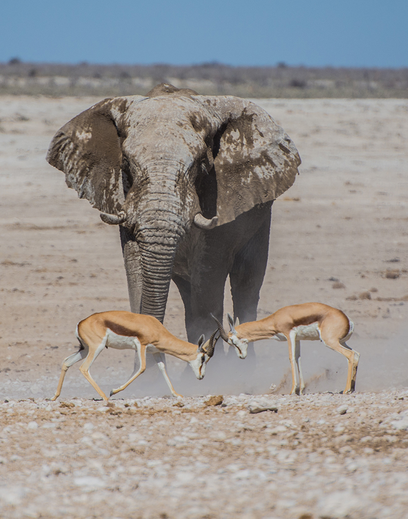 Sasana Tours and Safaris -Elephant and Impala Safari - Zimbabwe Tours and Safaris - About Us Sasana Tours and Safaris -Elephant and Impala Safari - Zimbabwe Tours and Safaris - About Us