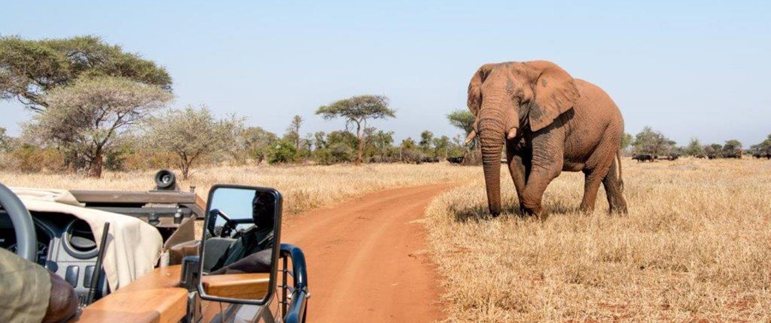 Sasana Tours and Safaris - Elephant Safari - Game Viewing - Zimbabwe Tours and Safaris